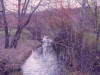 birchlrg
