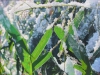 bamboo