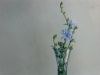 chickory