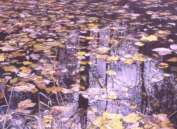 mirror of pond with leaves
