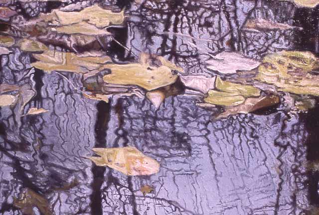 mirror of pond with leaves
